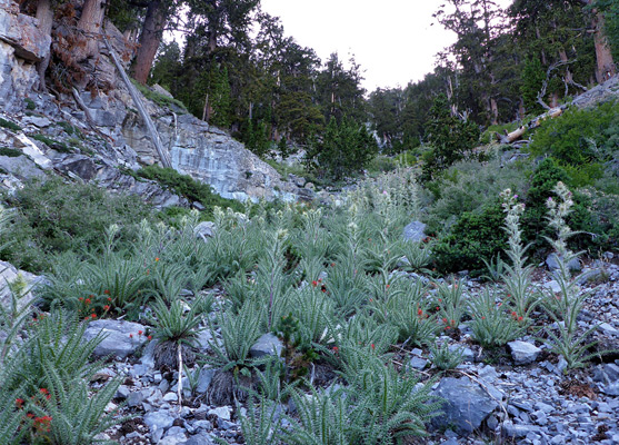 Thistles below Mummy Spring