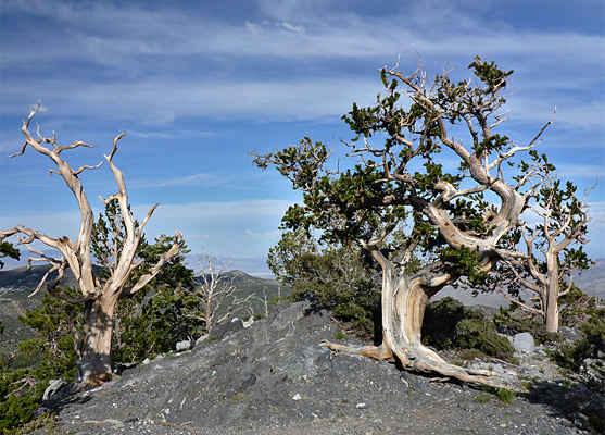 Bristlecone pines