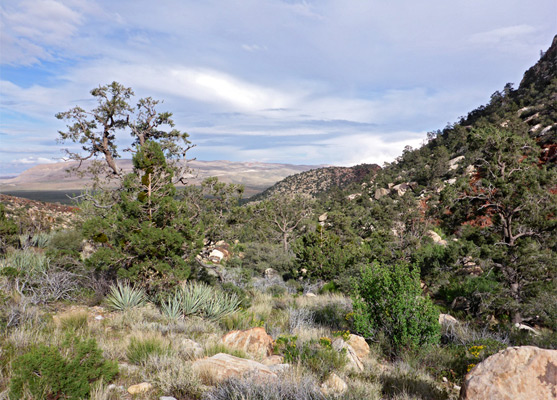 Banana yucca and pinyon pine trees