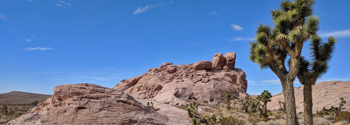 Joshua trees and sandstone outcrops, Gold Butte National Monument