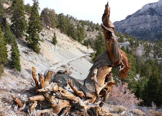 Twisted bristlecone pine