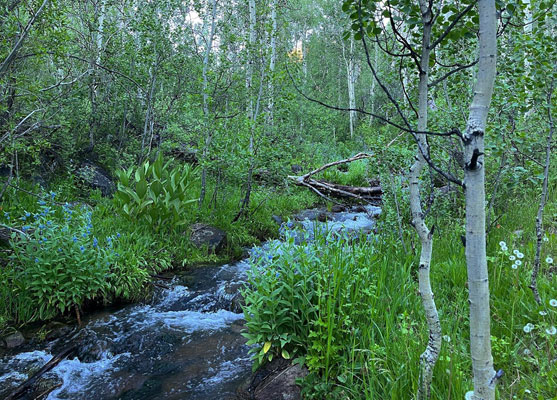 Dense undergrowth, Arc Dome Wilderness