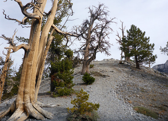 Highpoint Ridge, along the Bristlecone Loop