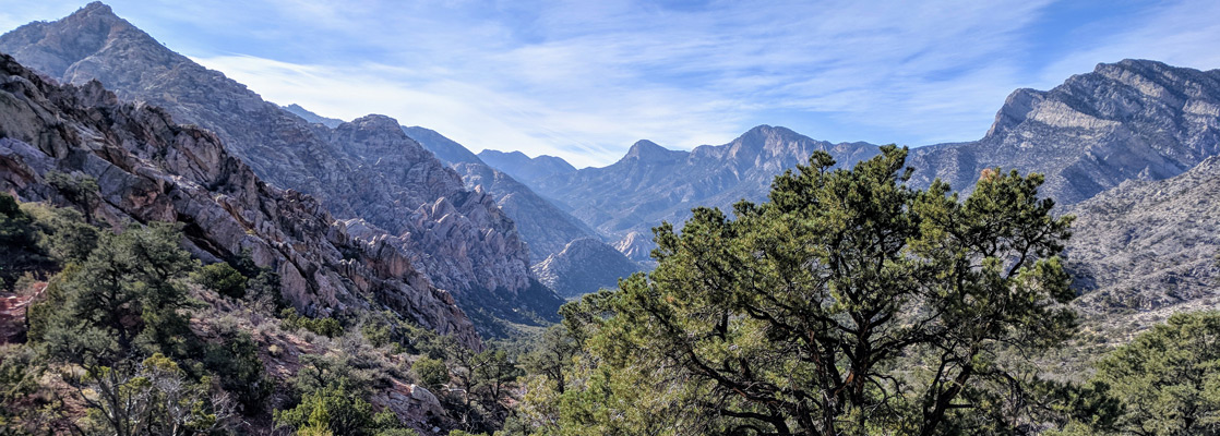 >Pine trees near the high point of the White Rock Loop Trail