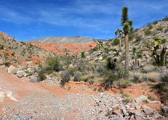 Red rock outcrops, and Joshua trees