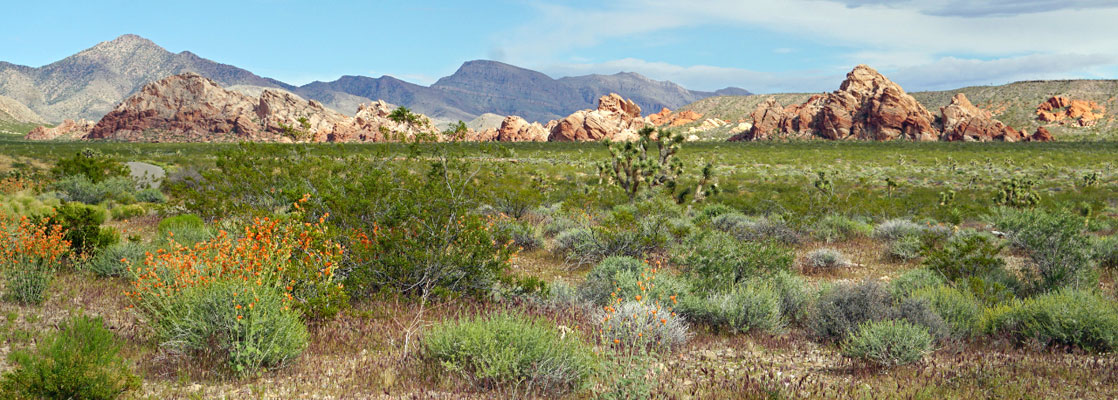 Wide view of some of the red rocks at Whitney Pocket