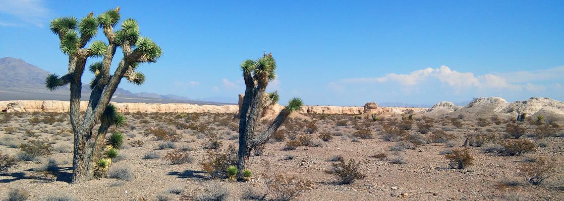 Mojave yucca on a desert plain