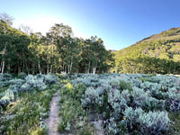 Path through sagebrush