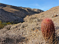 Ferocactus