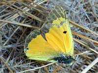 Orange sulphur