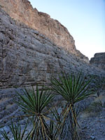 Yucca