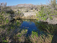 Crystal Spring, Ash Meadows