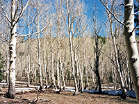 Aspen woodland