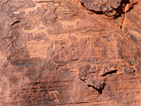 Bighorn sheep