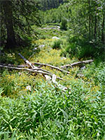 Logs in a meadow