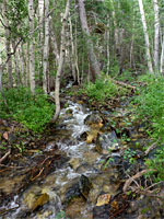 Trees beside the creek