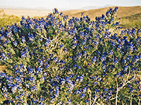Mojave indigo bush