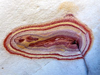 Oval cavity