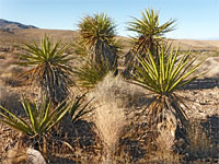 Mojave yucca
