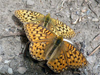 Callippe fritillaries