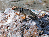 Collared lizard