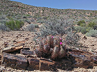 Cactus in petrified wood
