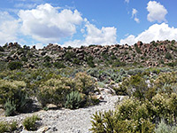 Bushes near Echo Rock