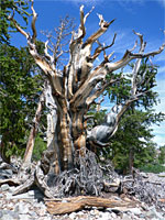 Barkless tree trunk
