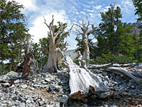 Fallen tree