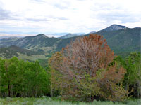 Tree-covered hillside