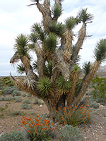 Joshua tree