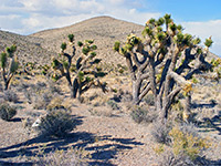 Group of Joshua trees