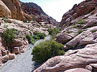 Bushes in the streambed