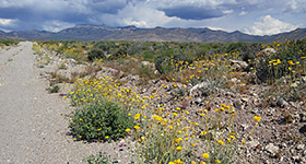 Logan Canyon Road