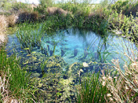 Algae at Longstreet Spring