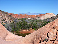 Tamarisk bushes