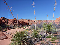 Yucca