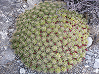 Clump of echinocereus