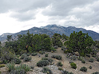 Yucca and pines