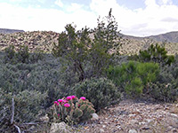 Opuntia polyacantha