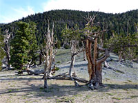 Pines on a ridge