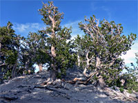 Twisted branches