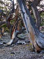 Leaning tree