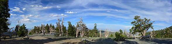 Ridgetop panorama - many bristlecone pines