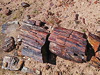 Petrified wood