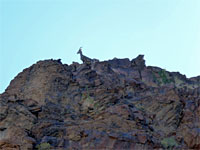 Bighorn sheep