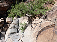 Petroglyphs and chute