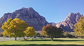 Trees by the picnic area