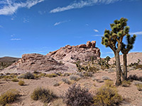 Joshua trees