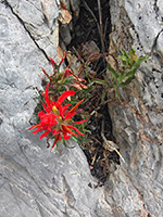 Indian paintbrush